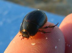Globose Dune Beetle imported from iNaturalist photo 1532280 on 20 April 2022 by (c) Zack Abbey, some rights reserved (CC BY). Used under a CC BY 4.0 license.