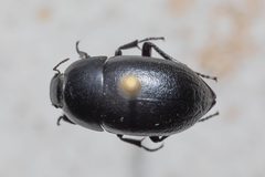 Coniontis ovalis by Kalvin Chan. Used under a CC BY 4.0 license.
