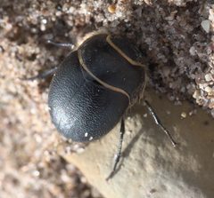 Eusattus muricatus P1080180a by 
xpda. Used under a CC BY-SA 4.0 license.