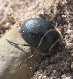 Eusattus muricatus P1080180b by Xpda. Used under a CC BY-SA 4.0 license.