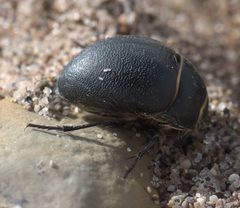 Eusattus muricatus P1080182a by 
xpda. Used under a CC BY-SA 4.0 license.