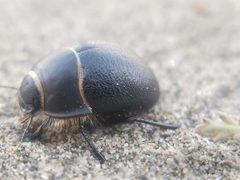 Eusattus muricatus ssp. muricatus by Jon Eilers. Used under a CC0 license.