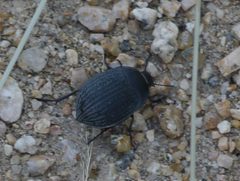 Eusattus reticulatus by Matt Muir. Used under a CC BY-SA 4.0 license.