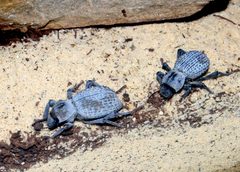 Asbolus verrucosus by Greg5030. Used under a CC BY 3.0 license.