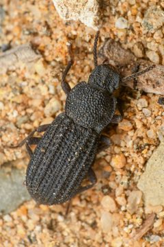 Nyctoporis carinata imported from iNaturalist photo 185024723 on 27 March 2024 by (c) Chloe and Trevor Van Loon, some rights reserved (CC BY). Used under a CC BY 4.0 license.