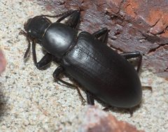 Alobates pensylvanicus P1100086b by 
xpda. Used under a CC BY-SA 4.0 license.