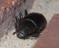 Alobates pensylvanicus P1100087a by 
xpda. Used under a CC BY-SA 4.0 license.