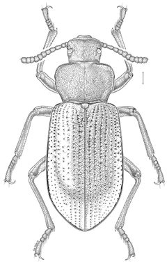 Ipthiminus-serratus-drawing by Yves Bousquet, Donald B. Thomas, Patrice Bouchard, Aaron D. Smith, Rolf L. Aalbu, M. Andrew Johnston, Warren E. Steiner Jr.. Used under a CC BY 4.0 license.