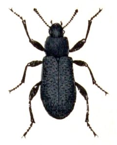 Upis.ceramboides.-.calwer.47.05 by Emil Hochdanz
. Used under a Public domain license.