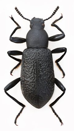 Upis ceramboides by Stanislav Snäll. Used under a CC BY 3.0 license.