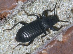 Xylopinus saperdoides P1650050a by 
xpda. Used under a CC BY-SA 4.0 license.