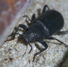 Xylopinus saperdoides P1650051a by 
xpda. Used under a CC BY-SA 4.0 license.