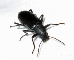 Strongylium tenuicolle by Jacy Lucier. Used under a CC BY-SA 4.0 license.