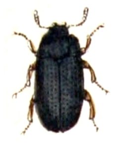 Alphitobius.diaperinus.-.calwer.47.01 by Emil Hochdanz
. Used under a Public domain license.