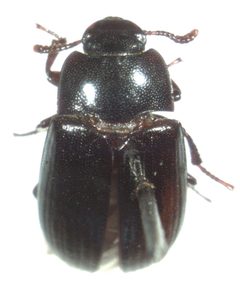 Alphitobius diaperinus by S.E. Thorpe. Used under a Public domain license.