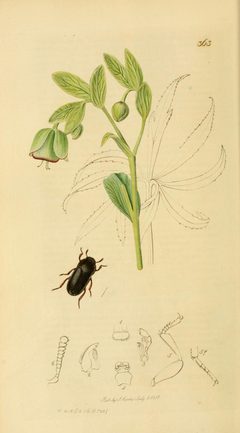 Britishentomologyvolume2Plate363 by John Curtis
. Used under a Public domain license.