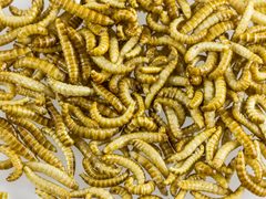 Buffaloworms as food-2392 by Raimond Spekking
. Used under a CC BY-SA 4.0 license.