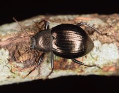 Meracantha contracta by Christina Butler. Used under a CC BY 2.0 license.