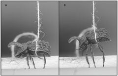 A large male Bolitotherus cornutus undergoing a grip strength trial - journal.pone.0042738.g002 by Benowitz, K. M.; Brodie, E. D.; Formica, V. A.. Used under a CC BY 2.5 license.