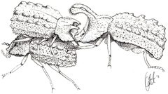 A small Bolitotherus cornutus male exhibiting the use of the grip strength in the wild - journal.pone.0042738.g001 by Benowitz, K. M.; Brodie, E. D.; Formica, V. A. Illustration by Ariel Kahrl, from the supplemental video.. Used under a CC BY 2.5 license.