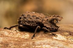 Bolitotherus cornutus horned fungus beetle by Ken-ichi Ueda. Used under a CC BY 4.0 license.