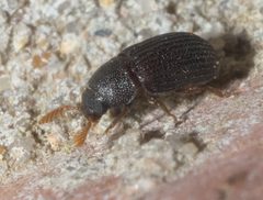 Rhipidandrus paradoxus P1200280a by 
xpda. Used under a CC BY-SA 4.0 license.