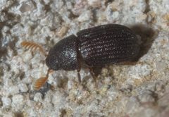 Rhipidandrus paradoxus P1200307a by 
xpda. Used under a CC BY-SA 4.0 license.