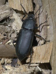 Centronopus opacus P1450819a by
xpda. Used under a CC BY-SA 4.0 license.
