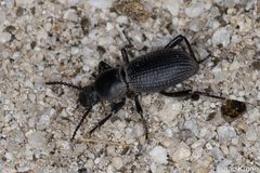 Cerenopus concolor Krone by Isaac Krone. Used under a CC BY 4.0 license.