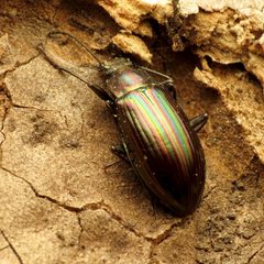 Rainbow Teneb - Flickr - treegrow by Katja Schulz from Washington, D. C., USA. Used under a CC BY 2.0 license.