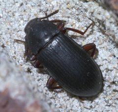 Neatus tenebrioides P1380637a by 
xpda. Used under a CC BY-SA 4.0 license.