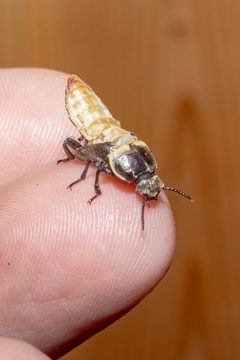 20210206 Tenebrio molitor 0085 by JonGlittenberg2. Used under a CC BY-SA 4.0 license.