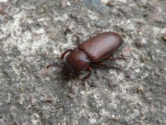 Tenebrio molitor Piazzo 03 by Syrio. Used under a CC BY-SA 4.0 license.