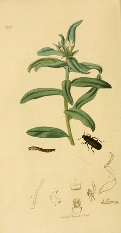 Britishentomologyvolume2Plate331 by John Curtis
. Used under a Public domain license.