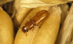 CSIRO ScienceImage 2765 The Longheaded Flour Beetle Latheticus oryzae by division, CSIRO. Used under a CC BY 3.0 license.