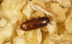 CSIRO ScienceImage 2763 Smalleyed Flour Beetle Palorus ratzeburgi by division, CSIRO. Used under a CC BY 3.0 license.