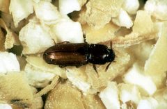 CSIRO ScienceImage 2764 Smalleyed Flour Beetle Palorus ratzeburgi by division, CSIRO. Used under a CC BY 3.0 license.