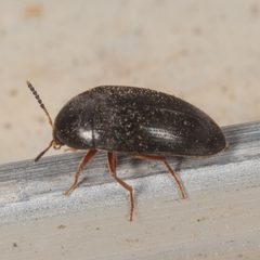 Eustrophopsis bicolor 117817261 by Victor Engel. Used under a CC BY 4.0 license.