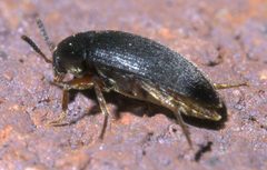 Eustrophopsis bicolor 56838284 by Robert Webster. Used under a CC BY-SA 4.0 license.