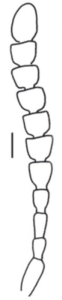 Eustrophopsis confinis antennae by Darren Pollock. Used under a CC BY 3.0 license.