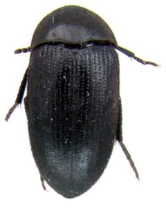 Eustrophopsis confinis dorsal by Darren Pollock. Used under a CC BY 3.0 license.