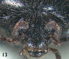 Eustrophopsis confinis head by Darren Pollock. Used under a CC BY 3.0 license.