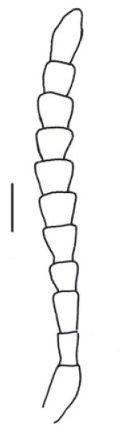 Eustrophus tomentosus antennae by Darren Pollock. Used under a CC BY 3.0 license.