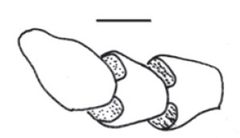 Eustrophus tomentosus antennomeres by Darren Pollock. Used under a CC BY 3.0 license.