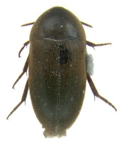 Eustrophus tomentosus dorsal by Darren Pollock. Used under a CC BY 3.0 license.