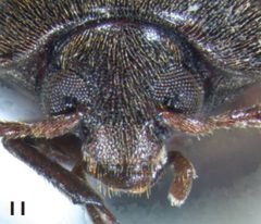 Eustrophus tomentosus head by Darren Pollock. Used under a CC BY 3.0 license.
