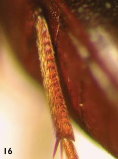 Eustrophus tomentosus hind tibia by Darren Pollock. Used under a CC BY 3.0 license.