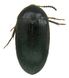 Synstrophus repandus dorsal by Darren Pollock. Used under a CC BY 3.0 license.