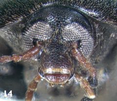 Synstrophus repandus head by Darren Pollock. Used under a CC BY 3.0 license.