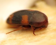 Holostrophus bifasciatus 17243758 by Katja Schulz. Used under a CC BY 4.0 license.